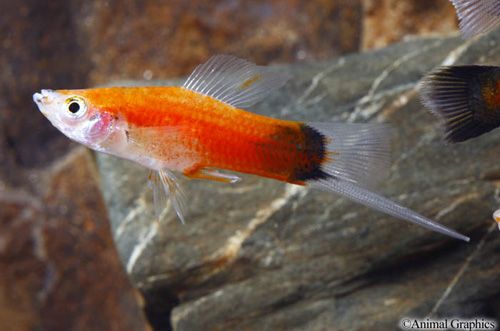 picture of Tricolor Crescent Sword Reg                                                                          Xiphophorus helleri