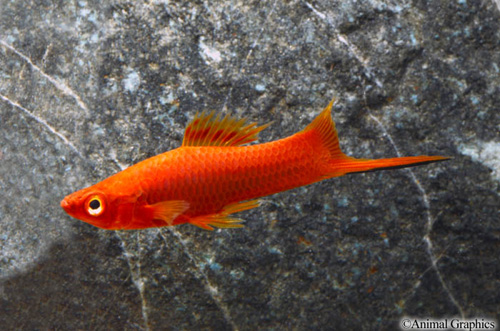 picture of Velvet Swordtail Sml                                                                                 Xiphophorus helleri