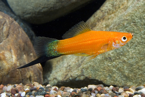 picture of Velvet Wag Swordtail Lrg                                                                             Xiphophorus helleri