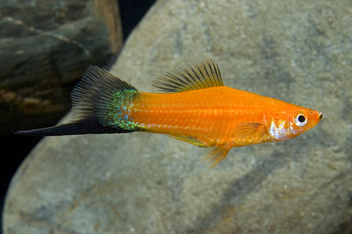 picture of Velvet Wag Swordtail Shw                                                                             Xiphophorus helleri