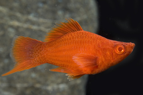 picture of Assorted Balloon Swordtail Reg                                                                       Xiphophorus helleri