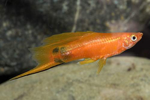 picture of Crescent Highfin Swordtail Reg                                                                       Xiphophorus helleri