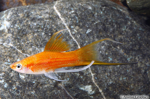 picture of Brick Lyretail Swordtail Reg                                                                         Xiphophorus helleri