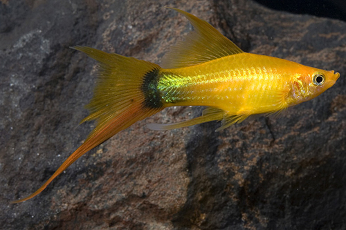 picture of Gold Crescent Lyretail Swordtail Reg                                                                 Xiphophorus helleri