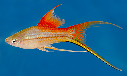 picture of Pineapple Candy Lyretail Swordtail Reg                                                               Xiphophorus helleri