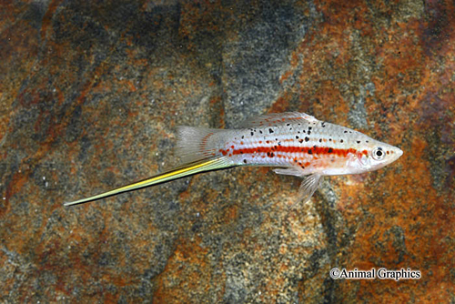 picture of Green Swordtail Male Reg                                                                             Xiphophorus helleri