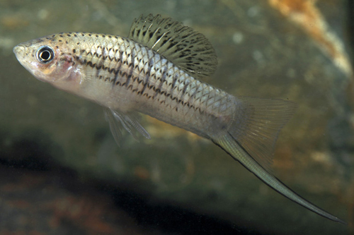 picture of Nezahualcoyotl Swordtail Reg                                                                         Xiphophorus nezahualcoyotl