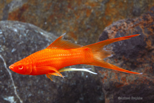 picture of Vampire Swordtail Lrg                                                                                Xiphophorus helleri