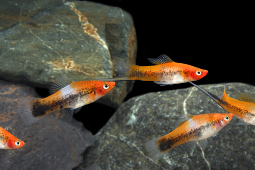picture of Sanke Tricolor Swordtail Reg                                                                         Xiphophorus helleri