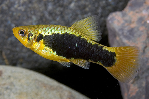 picture of Redtail Black Highfin Variatus Lrg                                                                   Xiphophorus variatus