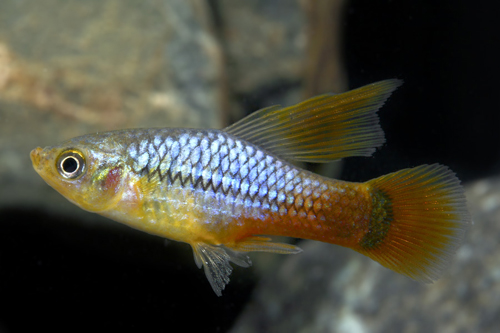 picture of Redtail Blue Highfin Variatus Reg                                                                    Xiphophorus variatus