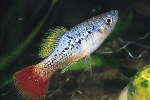 picture of Redtail Blue Variatus Reg                                                                            Xiphophorus variatus