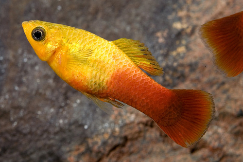 picture of Sunset Variatus Reg                                                                                  Xiphophorus variatus