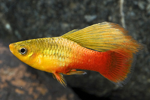 picture of Sunset Highfin Variatus Reg                                                                          Xiphophorus variatus