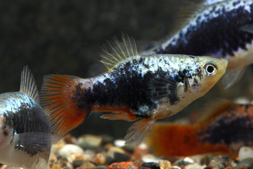 picture of Rainbow Tuxedo Variatus Reg                                                                          Xiphophorus variatus