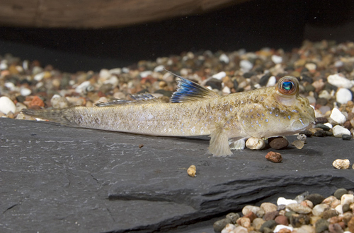 picture of African Mudskipper Reg                                                                               Periophthalmus barbarus