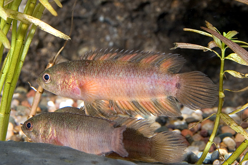 picture of Ornate Ctenopoma Med                                                                                 Microctenopoma ansorgii