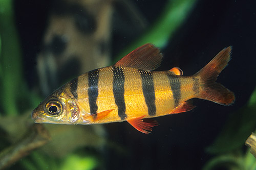 picture of Distichodus Sexfasciatus Med                                                                         Distichodus sexfasciatus