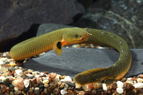 picture of Ropefish                                                                                             Erpetoichthys calabaricus