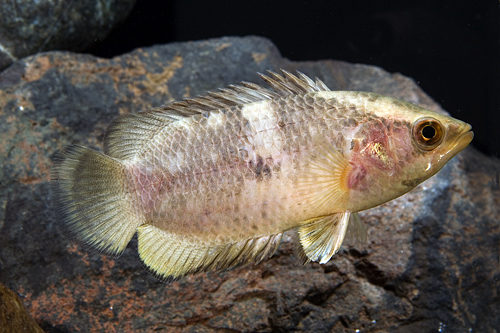 picture of Mottled Ctenophoma Reg                                                                               Ctenopoma oxyrhynchum