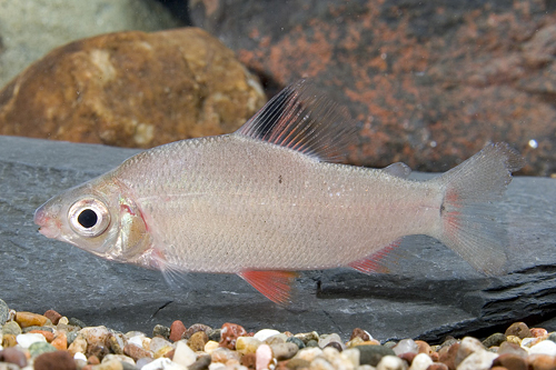 picture of Distichodus Affinis Reg                                                                              Distichodus affinis