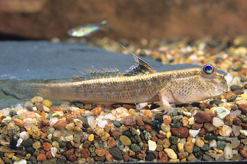 picture of Asian Mudskipper Med                                                                                 Periophthalmus schlosseri