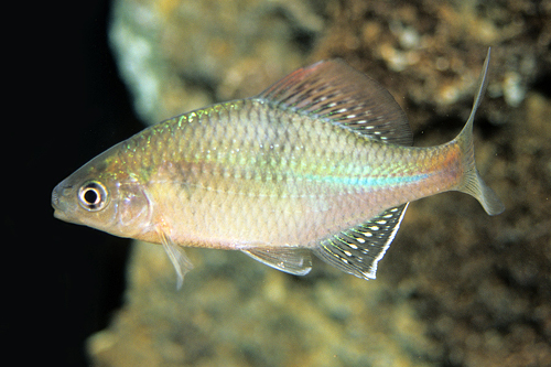 picture of Blue Bitterling Reg                                                                                  Rhodeus sericeus