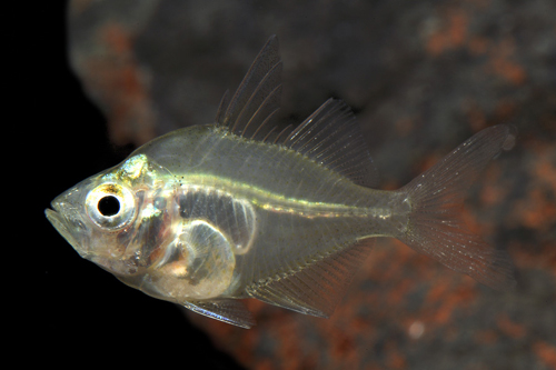 picture of Glass Fish Reg                                                                                       Parambassis wolfii