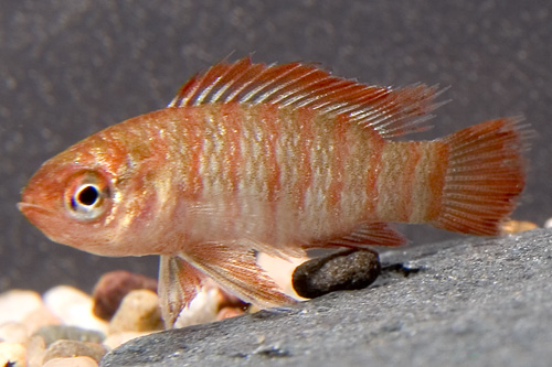 picture of Scarlet Badis Sml                                                                                    Dario dario