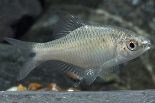 picture of Taiwan Bitterling Reg                                                                                Paracheilognathus himantegus