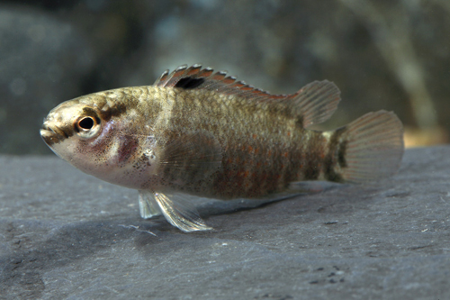 picture of Buxar Badis Reg                                                                                      Badis sp. 'Buxar'