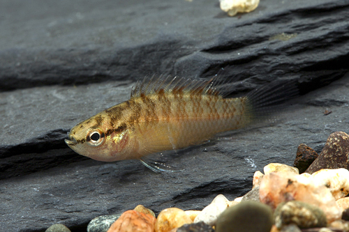 picture of Red Dwarf Badis Reg                                                                                  Dario dayingensis