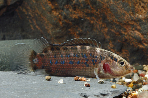 picture of Badis Assamensis Reg                                                                                 Badis assamensis