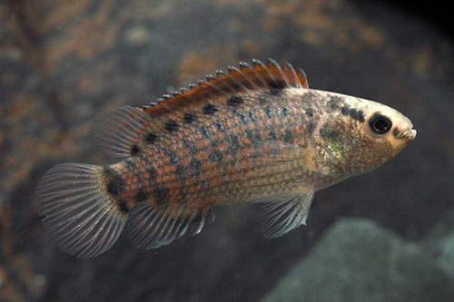 picture of Badis Blosyrus Reg                                                                                   Badis blosyrus