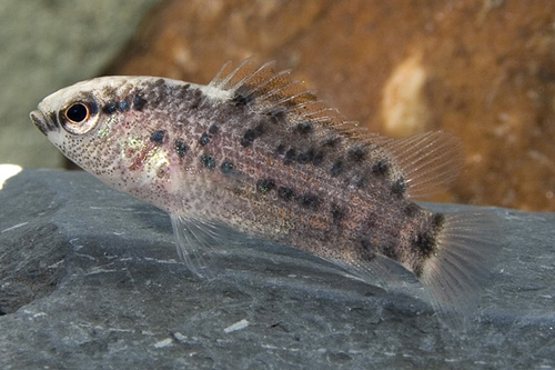 picture of Burmese Badis Badis Reg                                                                              Badis badis burmanicus