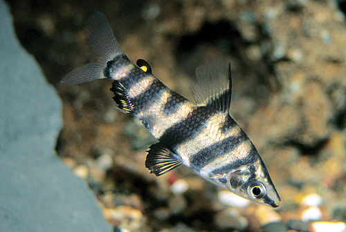 picture of Abramite Headstander Med                                                                             Abramites hypselonotus