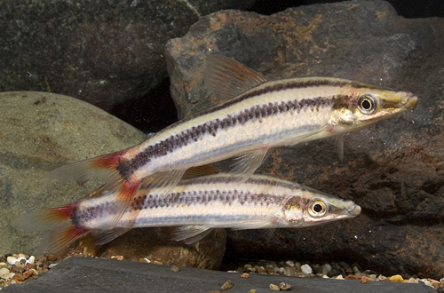 picture of Anostomus Anostomus Reg                                                                              Anostomus anostomus