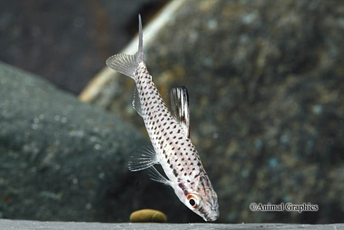 picture of Black Bland Headstander Sml                                                                          Chilodus sp.