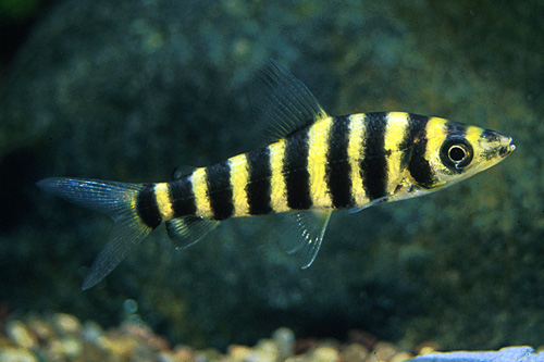 picture of Leporinus Fasciatus Sml                                                                              Leporinus fasciatus