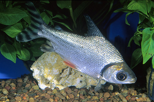 picture of Flagtail Redfin Prochilodus Sml                                                                      Semaprochilodus taeniurus