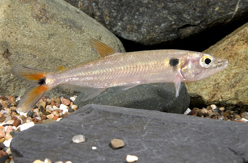 picture of Redtail Barracuda Xlg                                                                                Acestrorhynchus falcatus