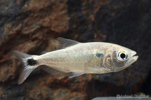 picture of Redtail Brycon Characin Reg                                                                          Brycon dentex