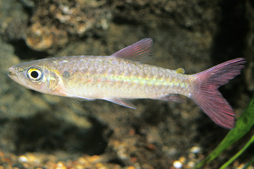 picture of Pink Tail Chalceus Reg                                                                               Chalceus macrolepidotus