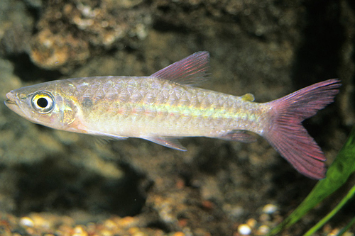 picture of Pink Tail  Chalceus Lrg                                                                              Chalceus macrolepidotus