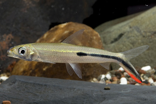 picture of Redtail Hemiodus Med                                                                                 Hemiodus gracilis