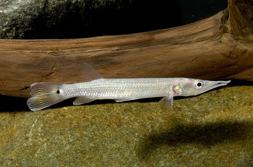 picture of Silver Gar SA Reg                                                                                    Ctenolucius hujeta