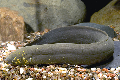 picture of Lungfish SA Xlg                                                                                      Lepidosiren paradoxa