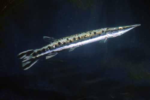 picture of Spotted Gar SA Reg                                                                                   Boulengerella maculata