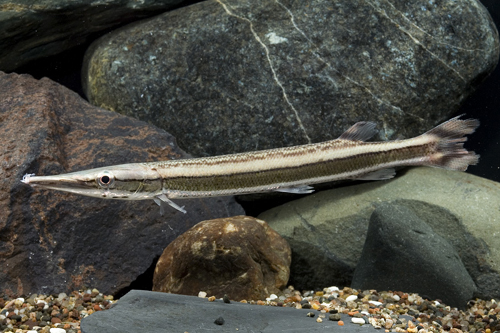 picture of Striped Gar SA Lrg                                                                                   Boulengerella laterstrigata