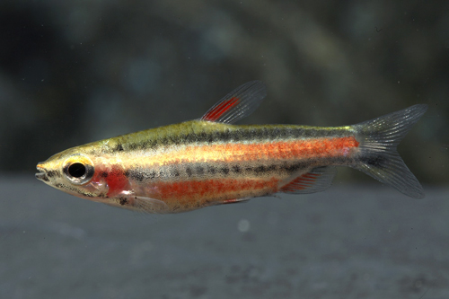 picture of Purple Marginatus Pencil Fish Reg                                                                    Nannostomus marginatus